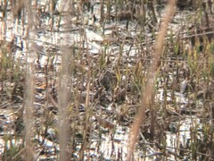 Lymnocryptes minimus