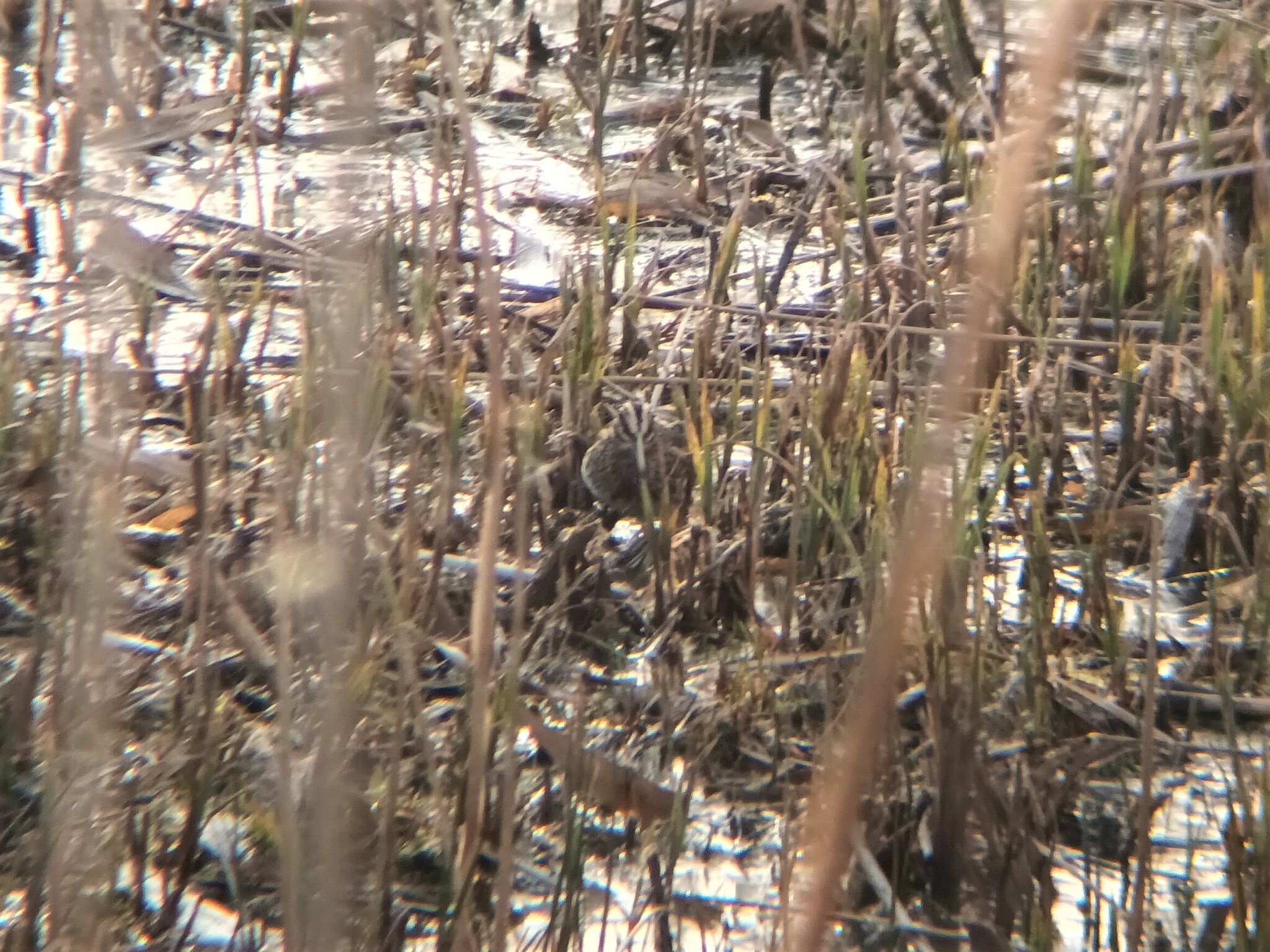 Jack Snipe