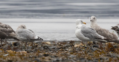 Larus glaucoides thayeri