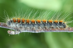 Eriogaster lanestris