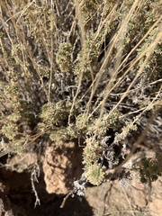 Descurainia bourgaeana