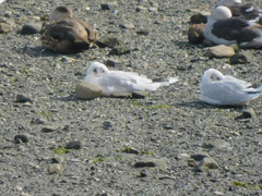 Chroicocephalus maculipennis