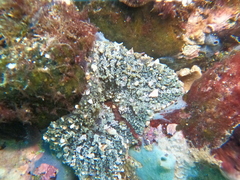 Actinostella bradleyi