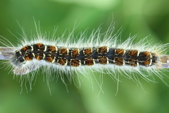 Eriogaster lanestris