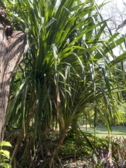 Pandanus tectorius
