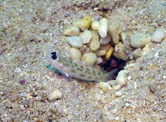 Ctenogobiops feroculus