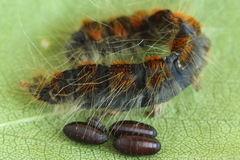 Eriogaster lanestris