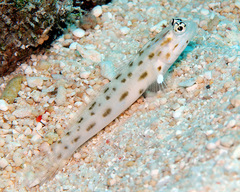 Ctenogobiops feroculus