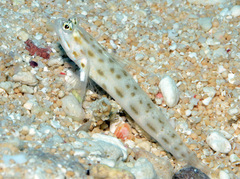 Ctenogobiops feroculus