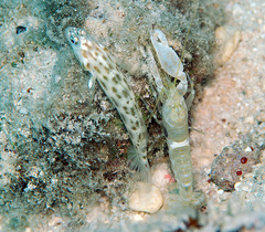 Ctenogobiops feroculus