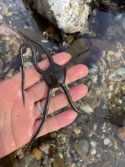 Ophioderma panamense