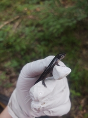 Ambystoma