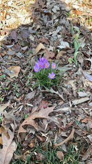 Crocus tommasinianus
