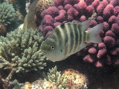Abudefduf septemfasciatus