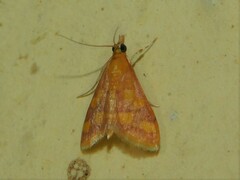 Pyraustinae