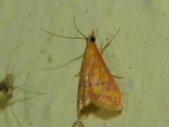 Pyraustinae