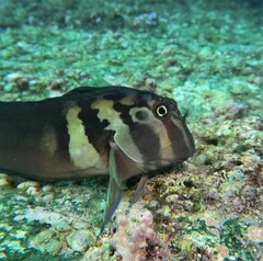 Ophioblennius steindachneri