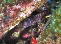 Uropterygius versutus