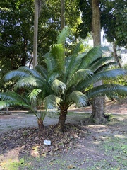 Elaeis oleifera