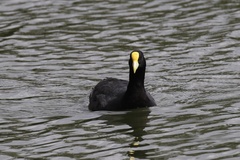 Fulica