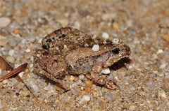 Microhyla mukhlesuri