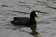 Fulica