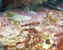 Axoclinus storeyae