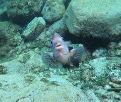 Stegastes acapulcoensis