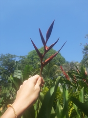Heliconia