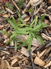 Deinandra fasciculata