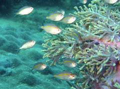 Acanthochromis polyacanthus