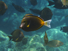 Acanthurus japonicus