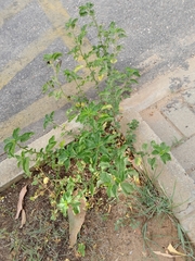 Turnera subulata