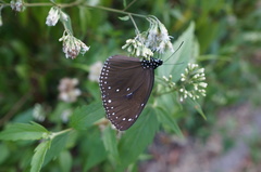 Euploea tulliolus koxinga