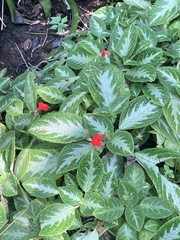 Episcia