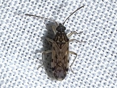 Rhyparochrominae