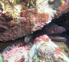 Uropterygius versutus