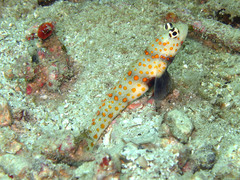 Amblyeleotris guttata