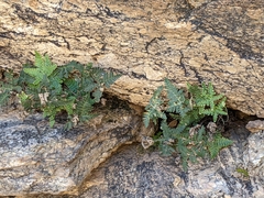 Notholaena standleyi