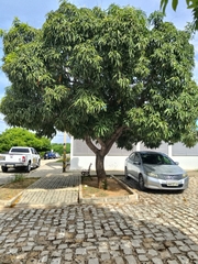 Mangifera indica