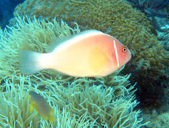Amphiprion perideraion