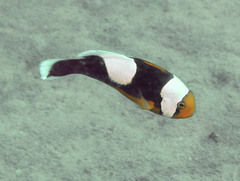 Amphiprion polymnus
