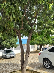 Mangifera indica