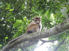 Macaca sinica