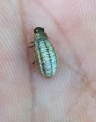 Chrysolina americana