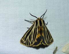 Apantesis virguncula