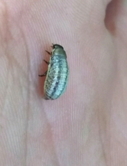 Chrysolina americana