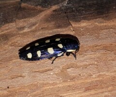 Buprestis octoguttata