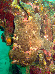 Antennarius commerson