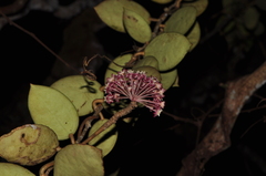 Hoya